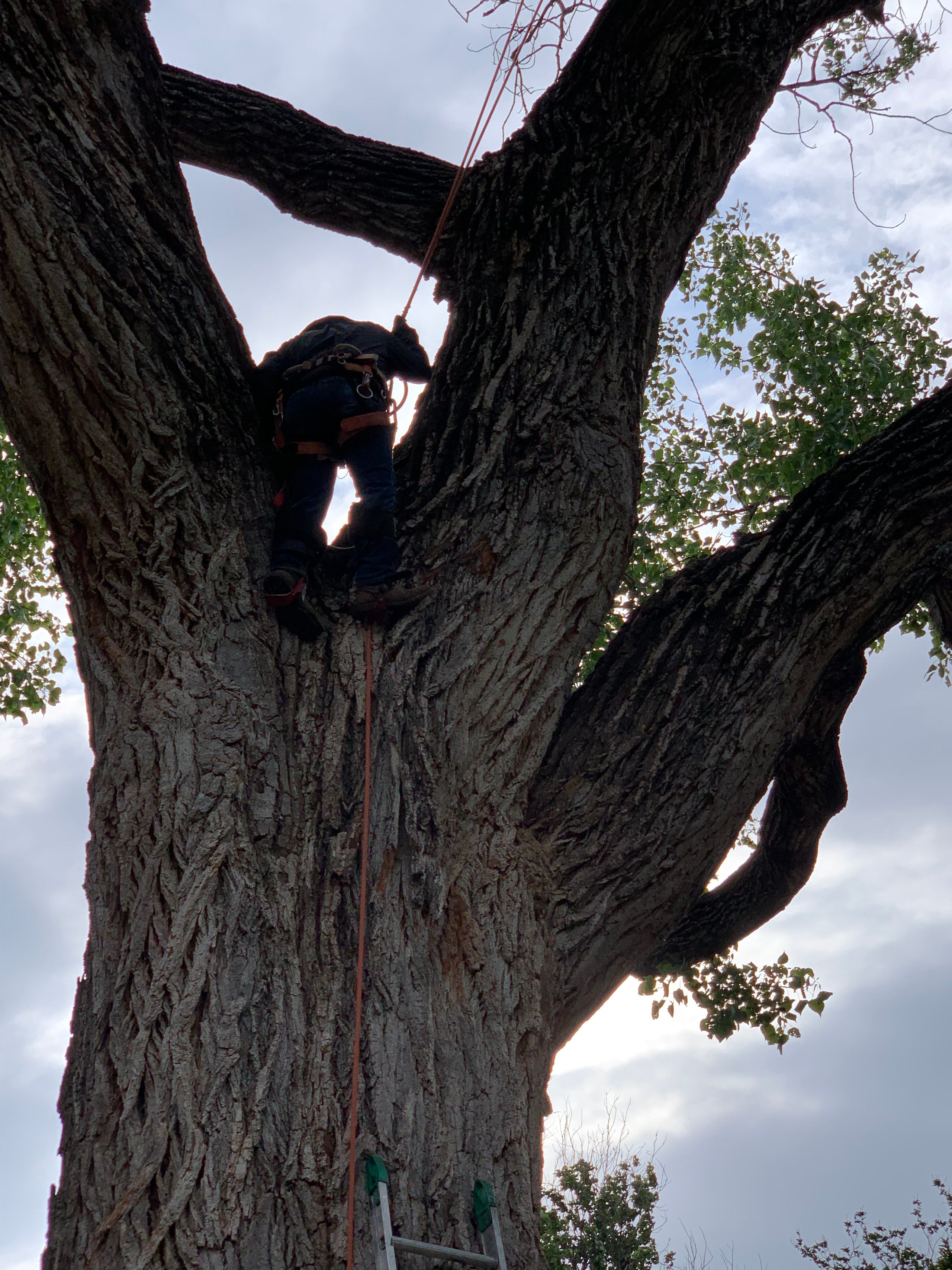 Arborist climbing large tree using ropes and safety equipment